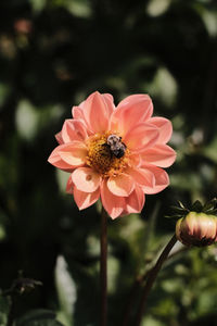 Close-up of bee pollinating flower
