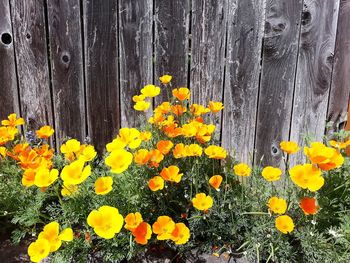 Close-up of yellow flowering plants on wooden fence