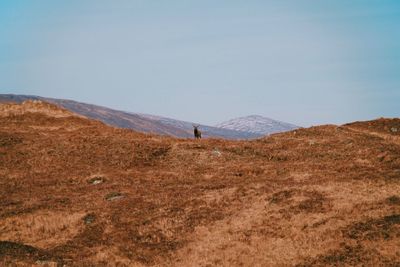 Scenic view of stag in field against sky