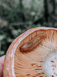 Close-up of mushroom growing on tree