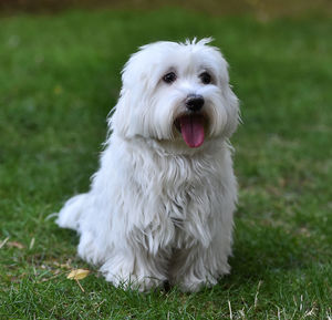 View of white dog on field