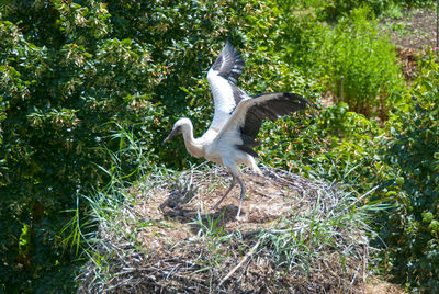 Mallard duck against plants