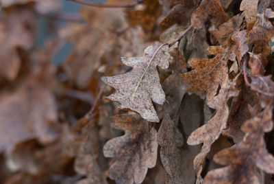 Close-up of dry maple leaves on field