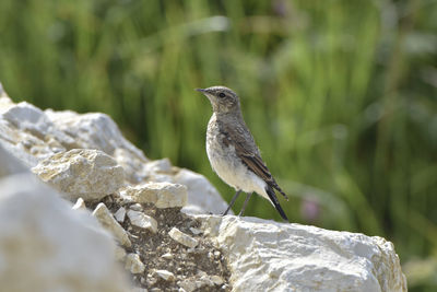 Close-up of bird perching on rock