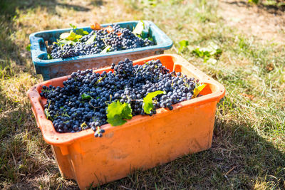 Close-up of grapes in basket on field