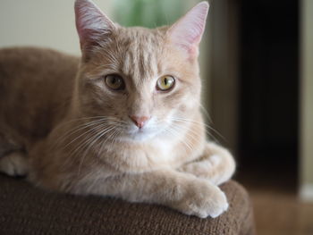 Close-up portrait of cat at home