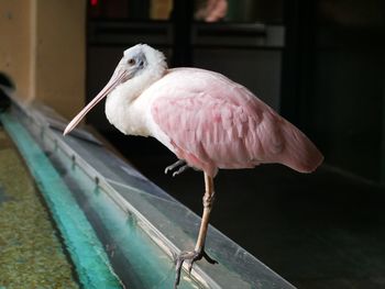 Close-up of bird perching on railing