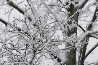 Close-up of snow covered plant