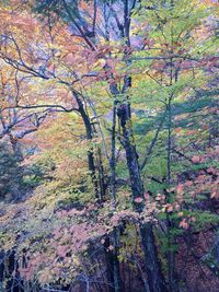 Trees in forest