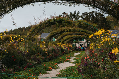 View of flowering plants in park