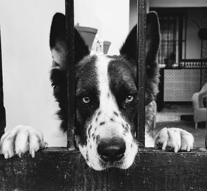 Close-up portrait of dog relaxing at home