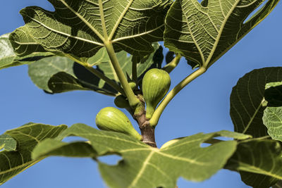 Close-up of fresh green leaves against sky