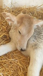 High angle view of goat on field