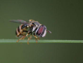 Close-up of insect on plant