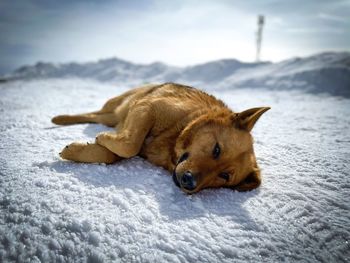 German shepherd dog lying down in the snow