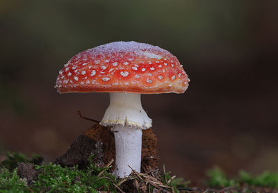 fungus