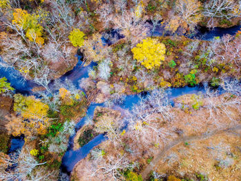 High angle view of autumn leaves on water