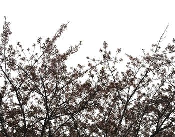 Low angle view of trees against clear sky