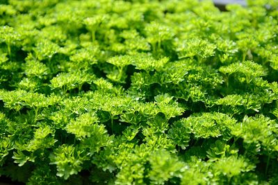 Full frame shot of fresh green leaves