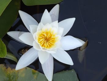 Close-up of lotus water lily in pond