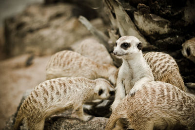 Meerkats on rocks