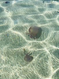 High angle view of fish swimming in sea