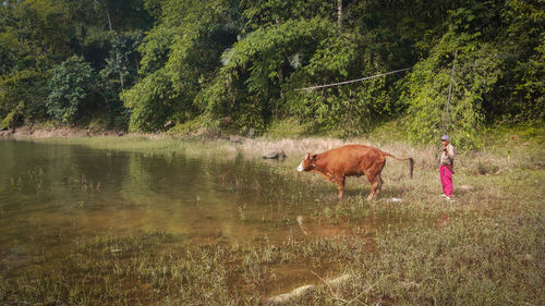 Man standing by cow in forest