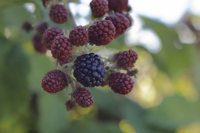 Cluster of blackberries ripening on the branch