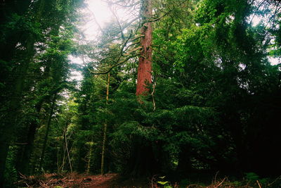 Low angle view of trees in forest against sky