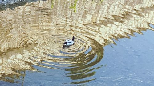 View of water in water