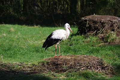 Bird perching on a field