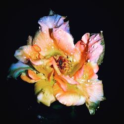 Close-up of flower over black background