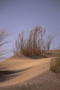 Scenic view of sand dune against clear sky