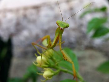 Close-up of insect on leaf