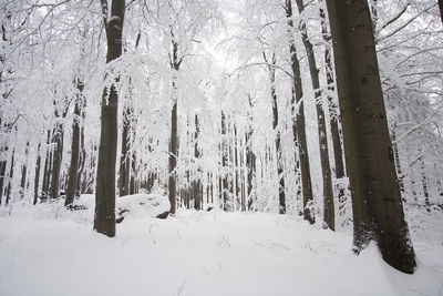 Snow covered land and trees in forest