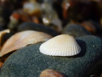 Close-up of seashell on rock