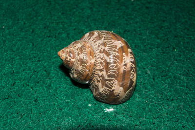 High angle view of shell on sea shore