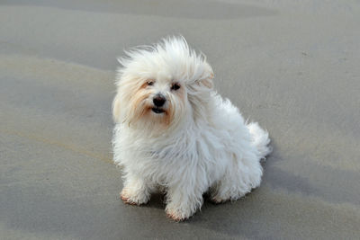 Close-up portrait of white dog