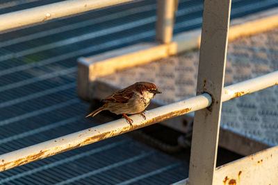 Bird perching on metal railing