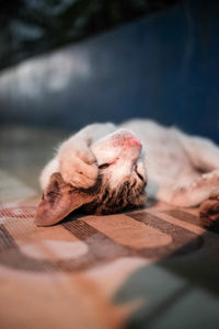 Close-up of dog sleeping