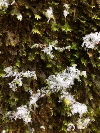 Close-up of snow on tree trunk