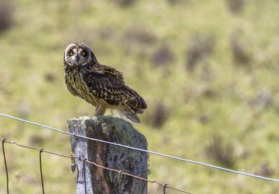 Close-up of owl perching outdoors