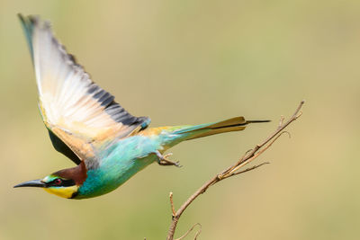 Close-up of bird flying