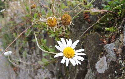 Close-up of white flowers blooming outdoors