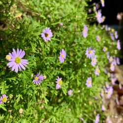 Close-up of purple flowering plants