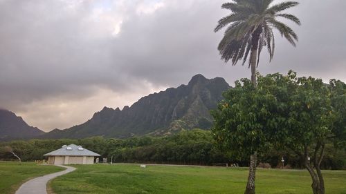 Scenic view of palm trees on field against sky