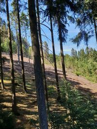 Trees on field in forest against sky