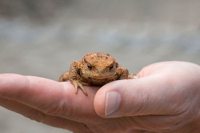 Close-up of hand holding toad