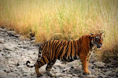 Tiger in a field