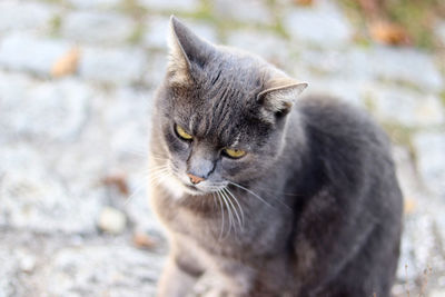 Close-up of cat looking away